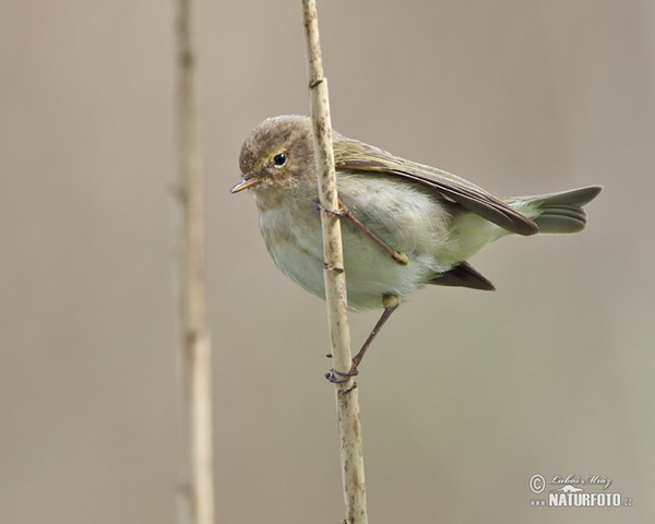 Common Chiffchaff (Phylloscopus collybita)