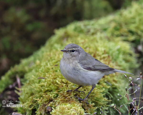 Common Chiffchaff (Phylloscopus collybita)