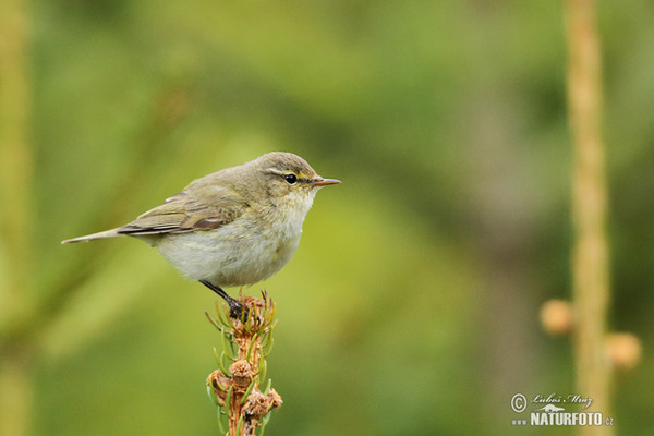 Common Chiffchaff (Phylloscopus collybita)