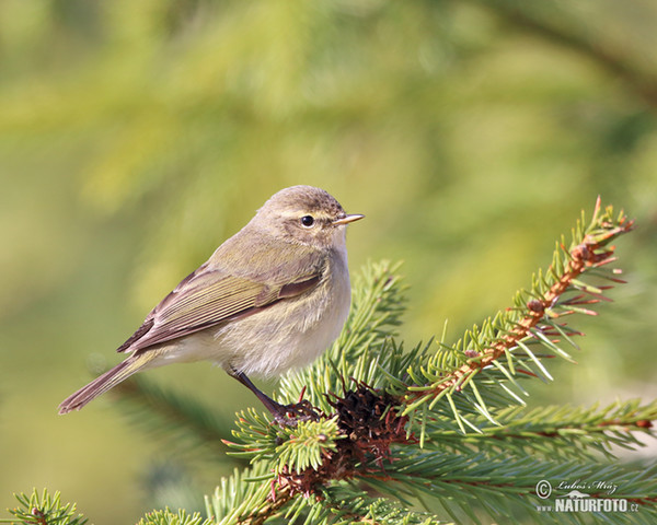 Common Chiffchaff (Phylloscopus collybita)