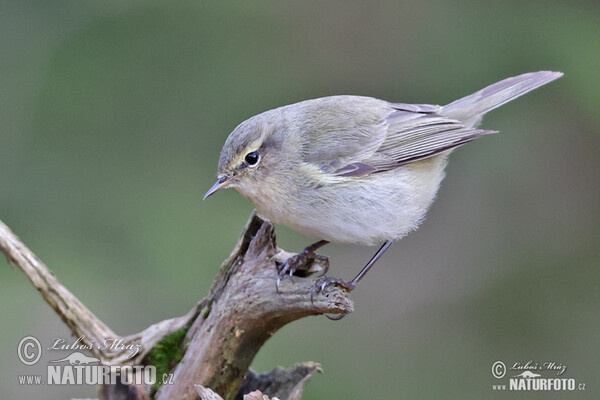 Common Chiffchaff (Phylloscopus collybita)