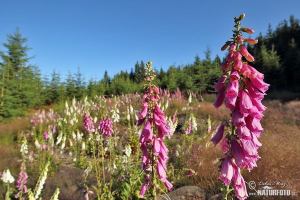 Common Foxglove (Digitalis purpurea)