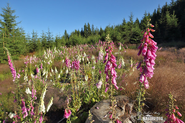 Common Foxglove (Digitalis purpurea)