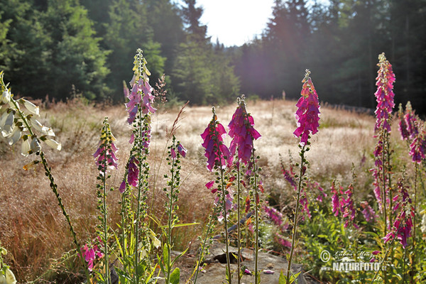 Common Foxglove (Digitalis purpurea)