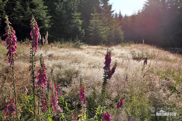 Common Foxglove (Digitalis purpurea)