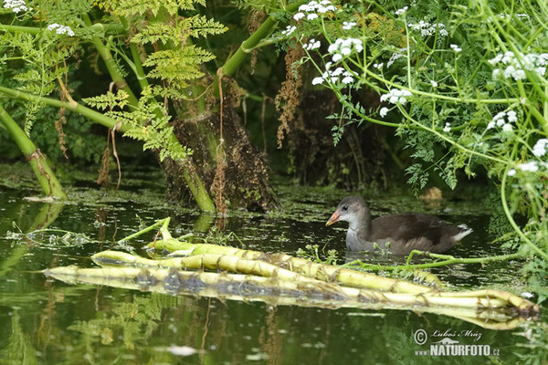 Common Gallinule (Gallinula chloropus)