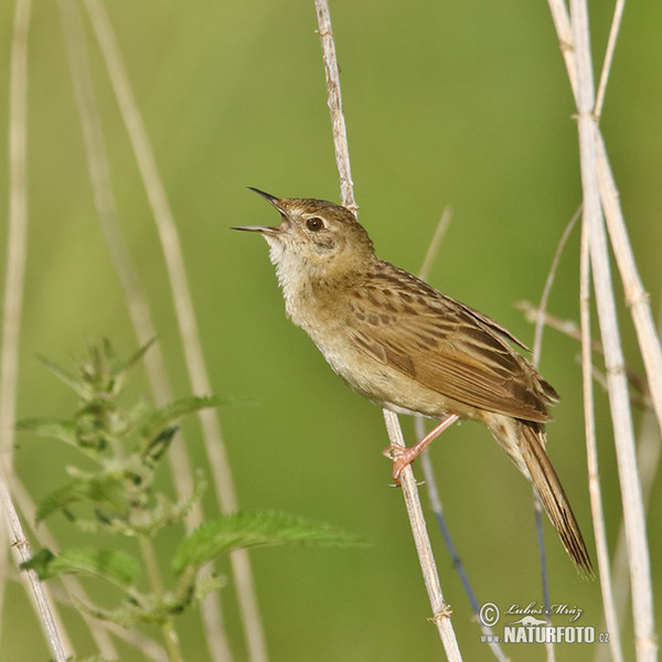 Common Grasshopper-Warbler (Locustella naevia)