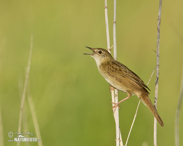 Common Grasshopper-Warbler (Locustella naevia)