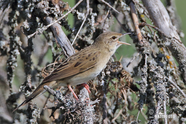 Common Grasshopper-Warbler (Locustella naevia)