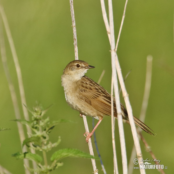 Common Grasshopper-Warbler (Locustella naevia)