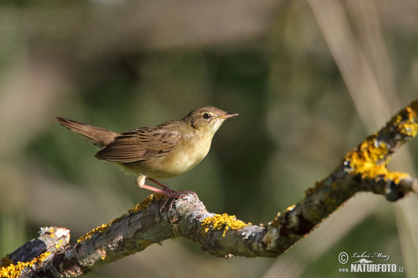 Common Grasshopper-Warbler (Locustella naevia)