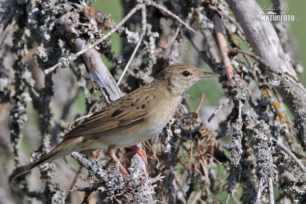 Common Grasshopper-Warbler (Locustella naevia)