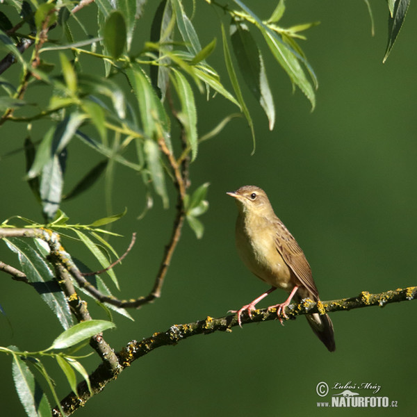 Common Grasshopper-Warbler (Locustella naevia)