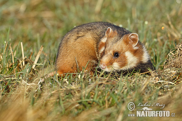 Common Hamster (Cricetus cricetus)