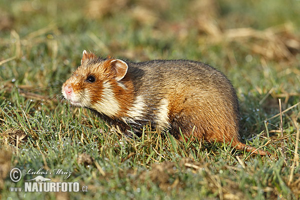 Common Hamster (Cricetus cricetus)