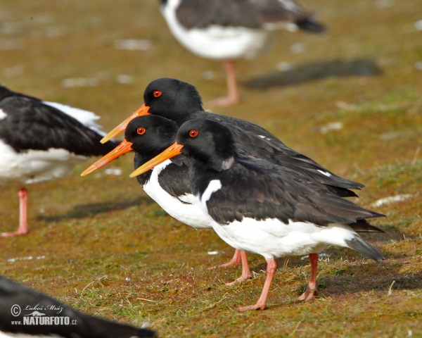 Common Oystercatcher (Haematopus ostralegus)