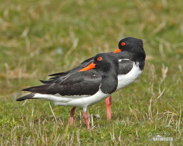 Common Oystercatcher (Haematopus ostralegus)