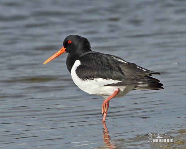 Common Oystercatcher (Haematopus ostralegus)