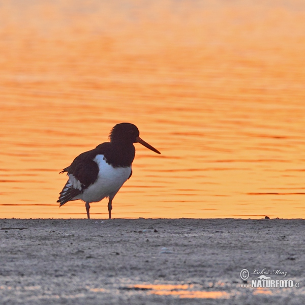 Common Oystercatcher (Haematopus ostralegus)