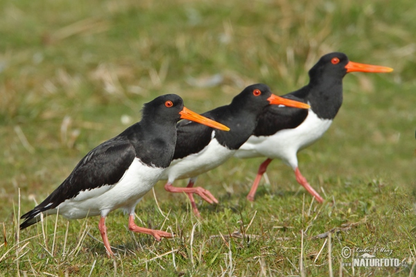 Common Oystercatcher (Haematopus ostralegus)