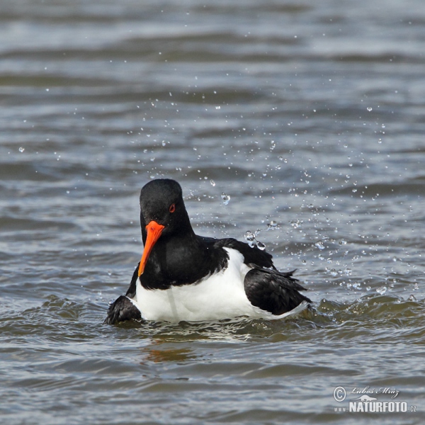 Common Oystercatcher (Haematopus ostralegus)