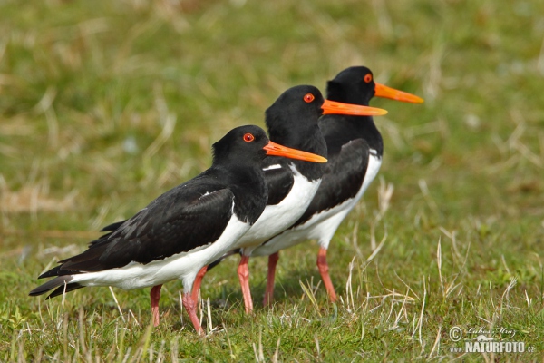 Common Oystercatcher (Haematopus ostralegus)