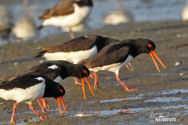 Common Oystercatcher (Haematopus ostralegus)