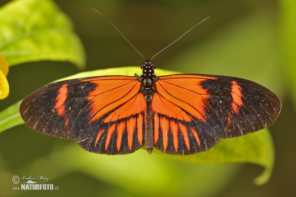 Common postman (Heliconius melphomene)