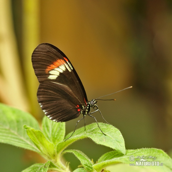 Common postman (Heliconius melphomene)