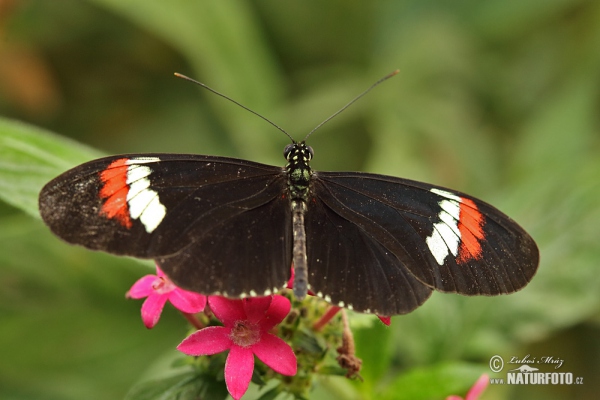 Common postman (Heliconius melphomene)