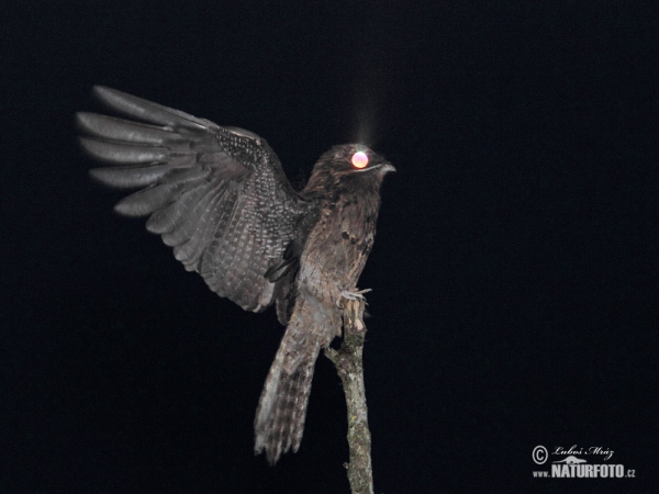 Common Potoo (Nyctibius griseus)