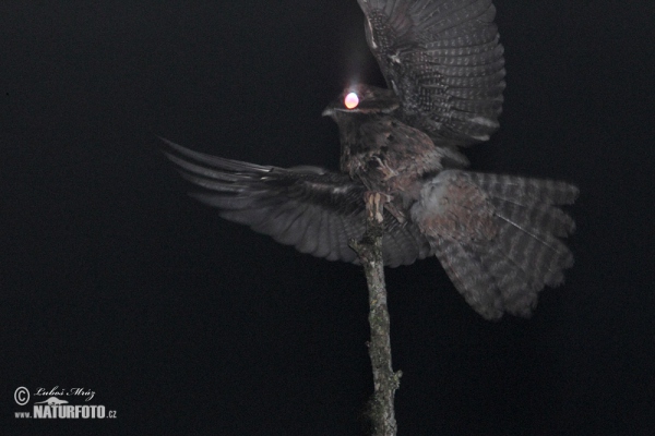 Common Potoo (Nyctibius griseus)