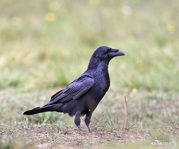 Common Raven (Corvus corax)