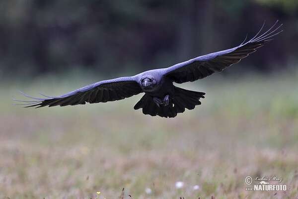 Common Raven (Corvus corax)