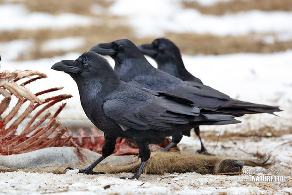 Common Raven (Corvus corax)