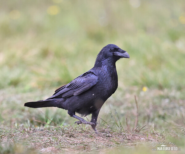 Common Raven (Corvus corax)