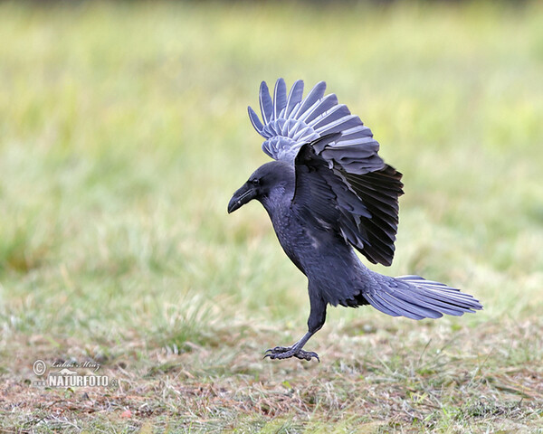 Common Raven (Corvus corax)