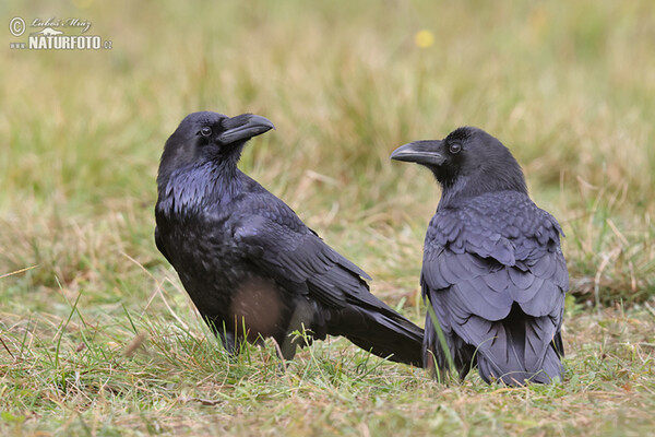 Common Raven (Corvus corax)