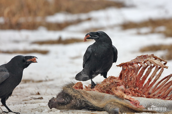 Common Raven (Corvus corax)