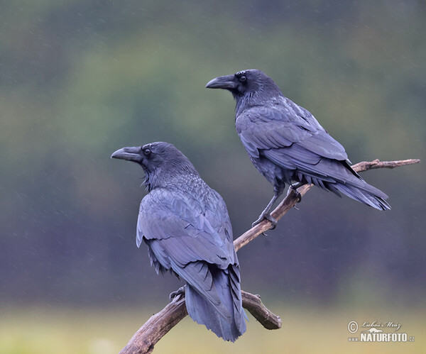 Common Raven (Corvus corax)