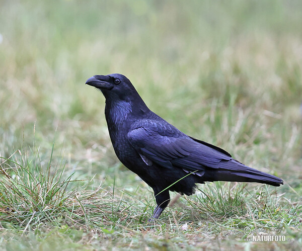 Common Raven (Corvus corax)