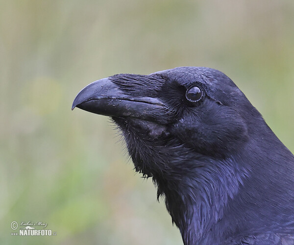 Common Raven (Corvus corax)