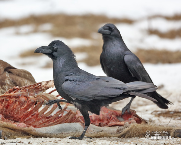 Common Raven (Corvus corax)