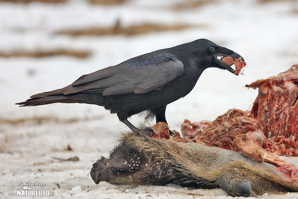 Common Raven (Corvus corax)