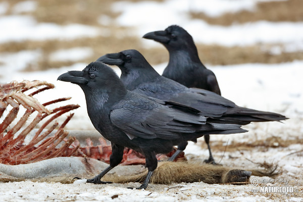 Common Raven (Corvus corax)