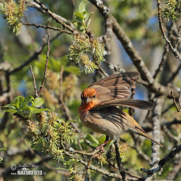 Common Rosefinch (Carpodacus erythrinus)