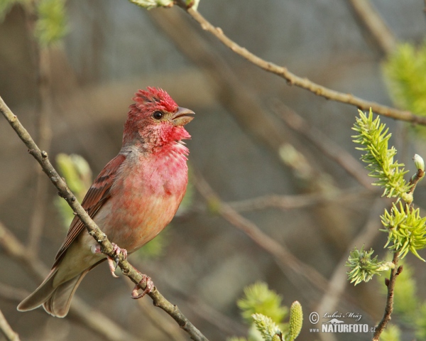 Common Rosefinch (Carpodacus erythrinus)