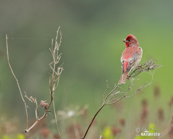 Common Rosefinch (Carpodacus erythrinus)