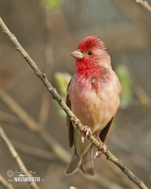 Common Rosefinch (Carpodacus erythrinus)