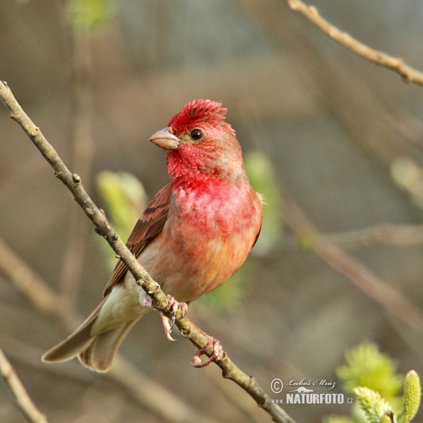 Common Rosefinch (Carpodacus erythrinus)